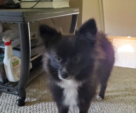 Susquehanna Valley Veterinary Clinic