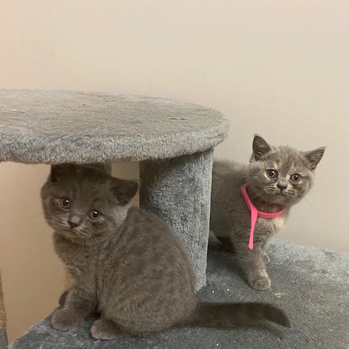 Susquehanna Valley Veterinary Clinic Picture 8