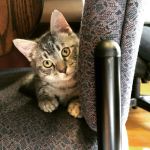 Selinsgrove Veterinary Hospital