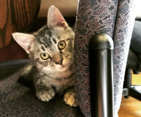 Selinsgrove Veterinary Hospital