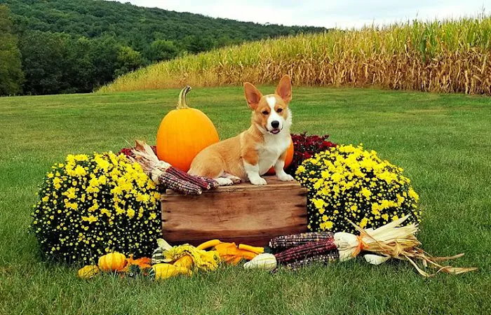 Selinsgrove Veterinary Hospital Picture 5