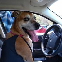 Line Mountain Animal Hospital ico