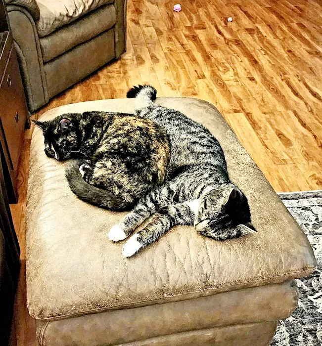 Line Mountain Animal Hospital Picture 6