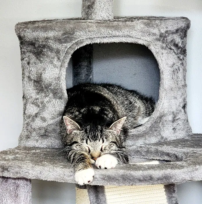 Line Mountain Animal Hospital Picture 5