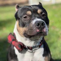Middletown Veterinary Hospital ico