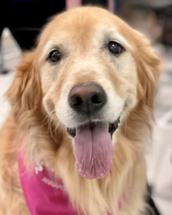 Atlantic Veterinary Internal Medicine & Oncology - Annapolis Picture 10