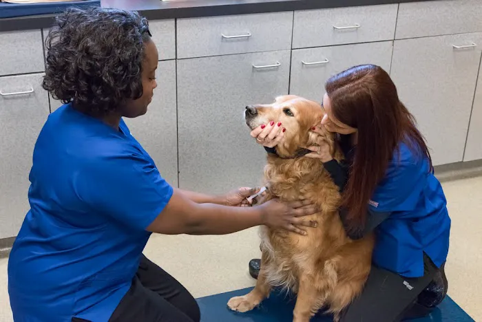 Atlantic Veterinary Internal Medicine & Oncology - Annapolis Picture 9