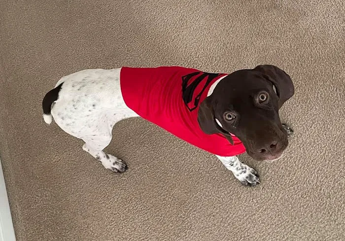 CVCA Cardiac Care For Pets Picture 2