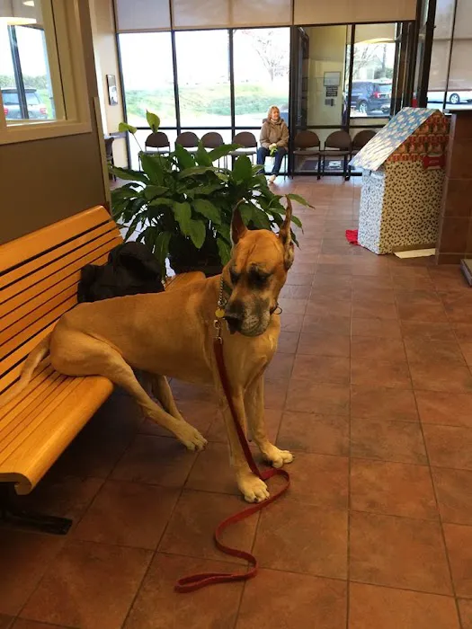 CVCA Cardiac Care For Pets Picture 3