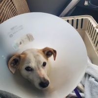 Chesapeake Veterinary Surgical Specialists ico