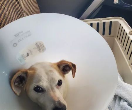 Chesapeake Veterinary Surgical Specialists