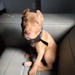 Annapolis Veterinary & Wellness
