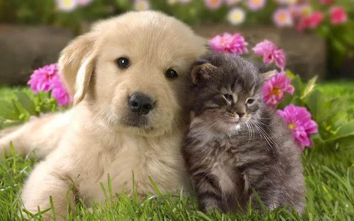 Annapolis Veterinary & Wellness Picture 6