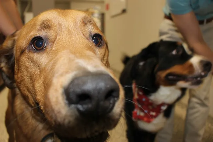 Annapolis Veterinary & Wellness Picture 7