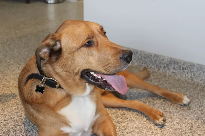 Annapolis Veterinary & Wellness Picture 10