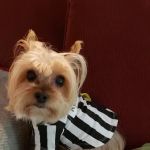 Greater South River Animal Hospital