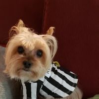 Greater South River Animal Hospital ico