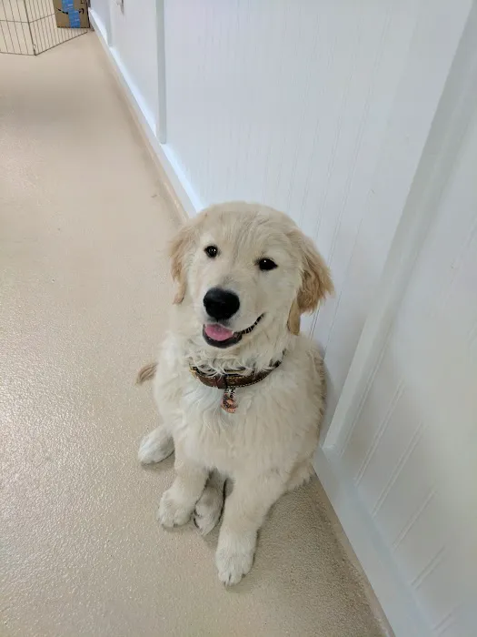 Greater South River Animal Hospital Picture 4