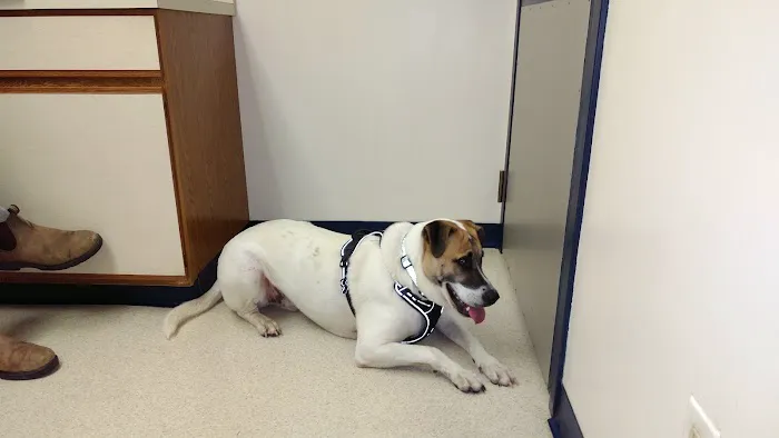 Greater South River Animal Hospital Picture 10