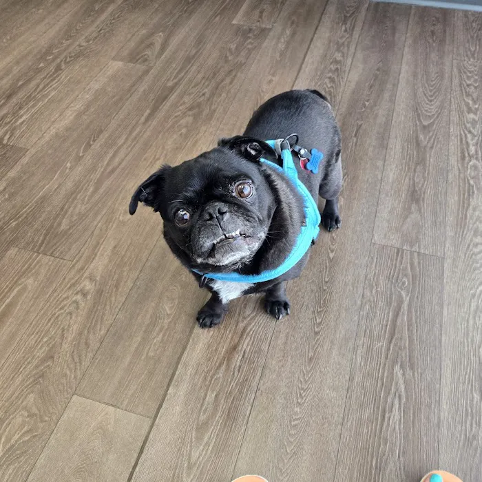 PetMedic Urgent Care Vet Clinic of Edgewater Picture 6
