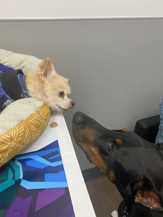 PetMedic Urgent Care Vet Clinic of Edgewater Picture 2