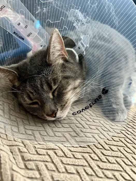 PetMedic Urgent Care Vet Clinic of Edgewater Picture 4