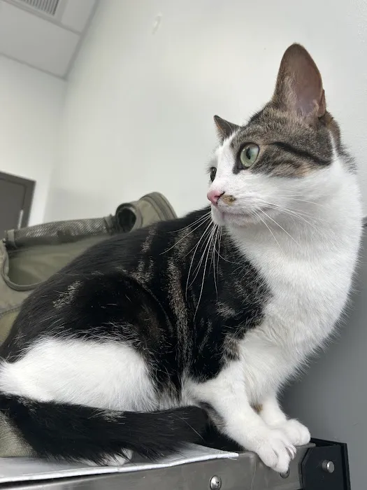 PetMedic Urgent Care Vet Clinic of Edgewater Picture 7