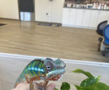 Bayside Animal Medical Center
