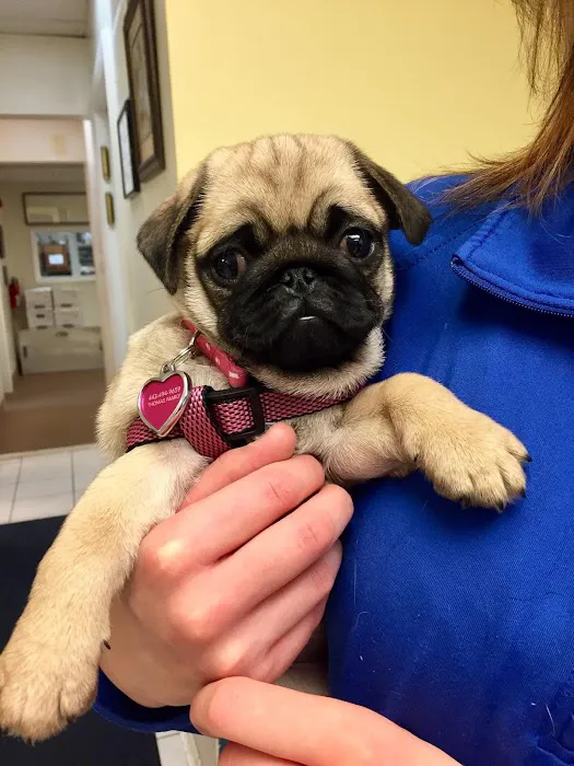 Bayside Animal Medical Center Picture 8