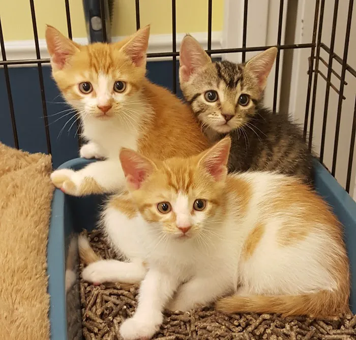 Bayside Animal Medical Center Picture 10