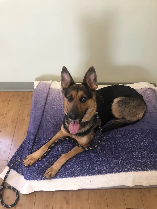 Healing Paws Veterinary Wellness Center Picture 5