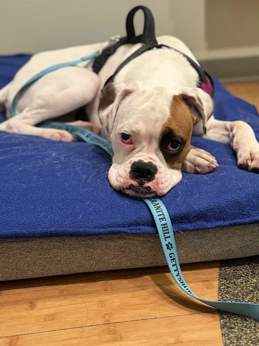 Healing Paws Veterinary Wellness Center Picture 10