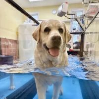 Golden Paws Animal Rehabilitation Center ico