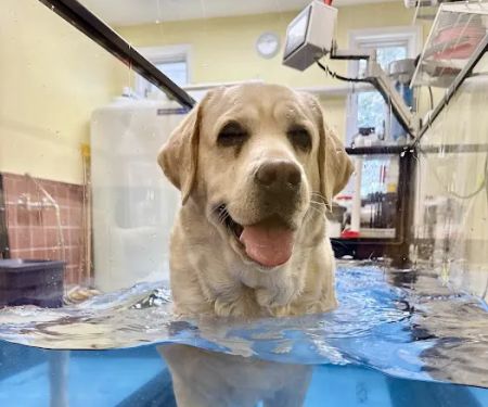 Golden Paws Animal Rehabilitation Center