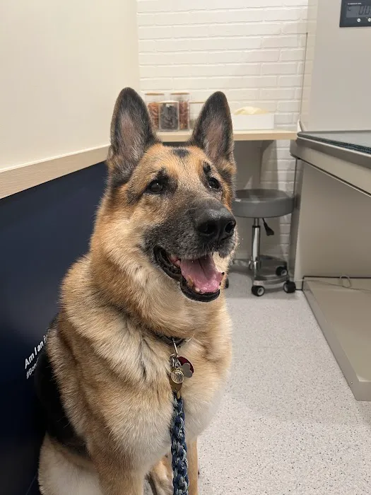 Bond Vet - Edgewater Picture 4