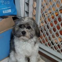 Riverside Veterinary Clinic ico