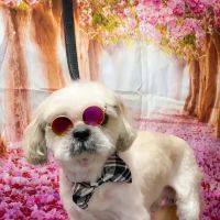 Community Veterinary Medicine ico