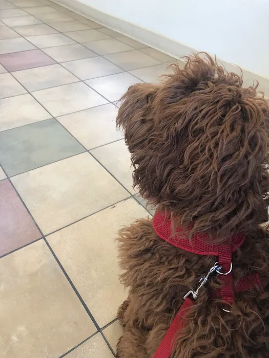 Community Veterinary Medicine Picture 5