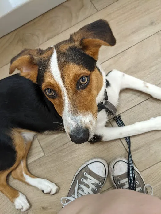 Community Veterinary Medicine Picture 4