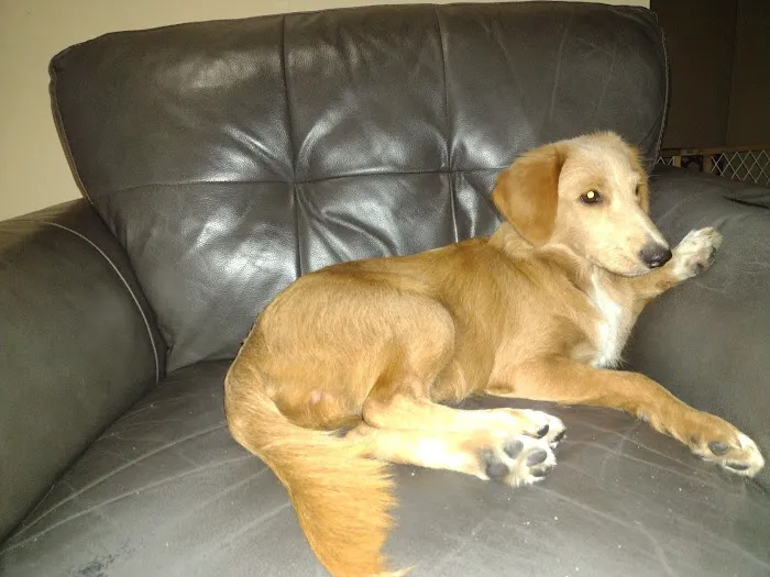 Community Veterinary Medicine Picture 3