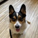 Tenafly Veterinary Center