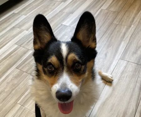 Tenafly Veterinary Center
