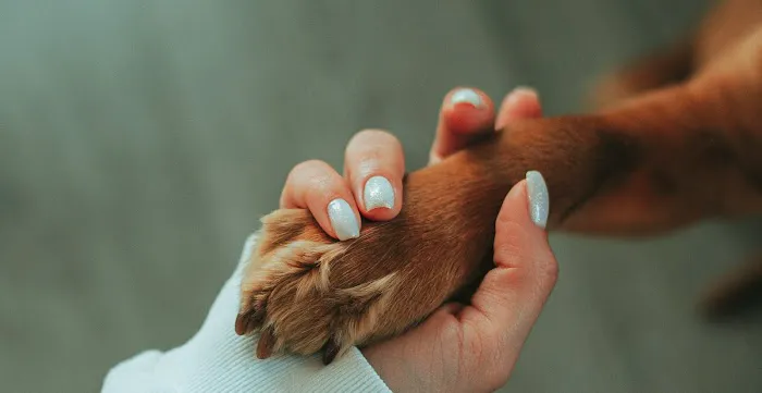 Vetcierge Care Picture 2