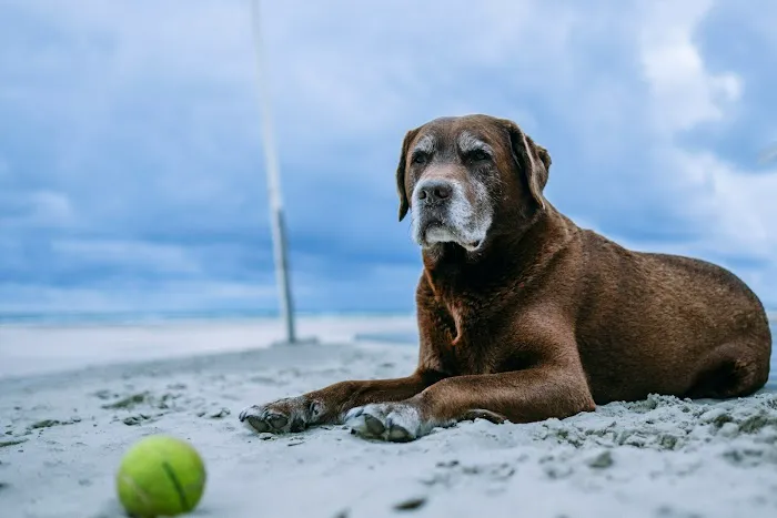 Vetcierge Care Picture 7