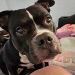 Cape May Veterinary Hospital