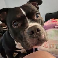 Cape May Veterinary Hospital ico