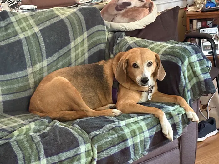 Cape May Veterinary Hospital Picture 5