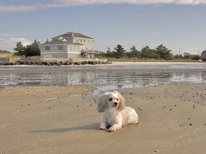 Cape May Veterinary Hospital Picture 10