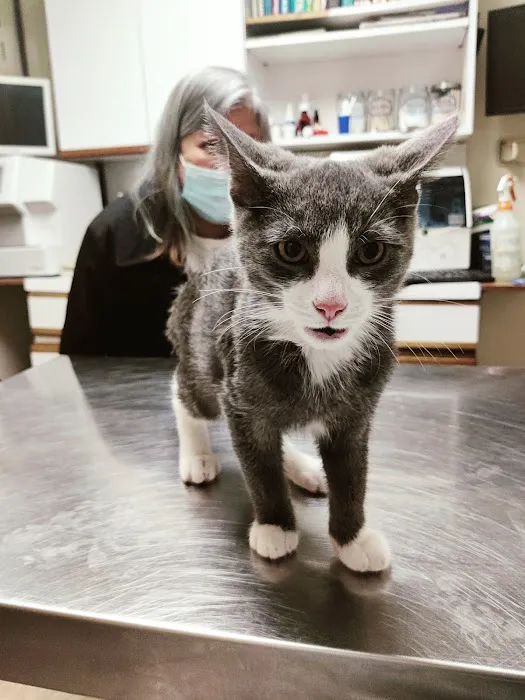 St Mina Animal Clinic Picture 7