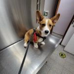 Liberty Animal Clinic